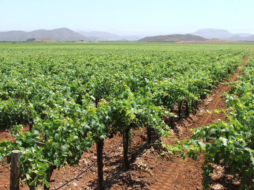 Manejo Estratégico en el Suministro de los Cationes en el Cultivo de La